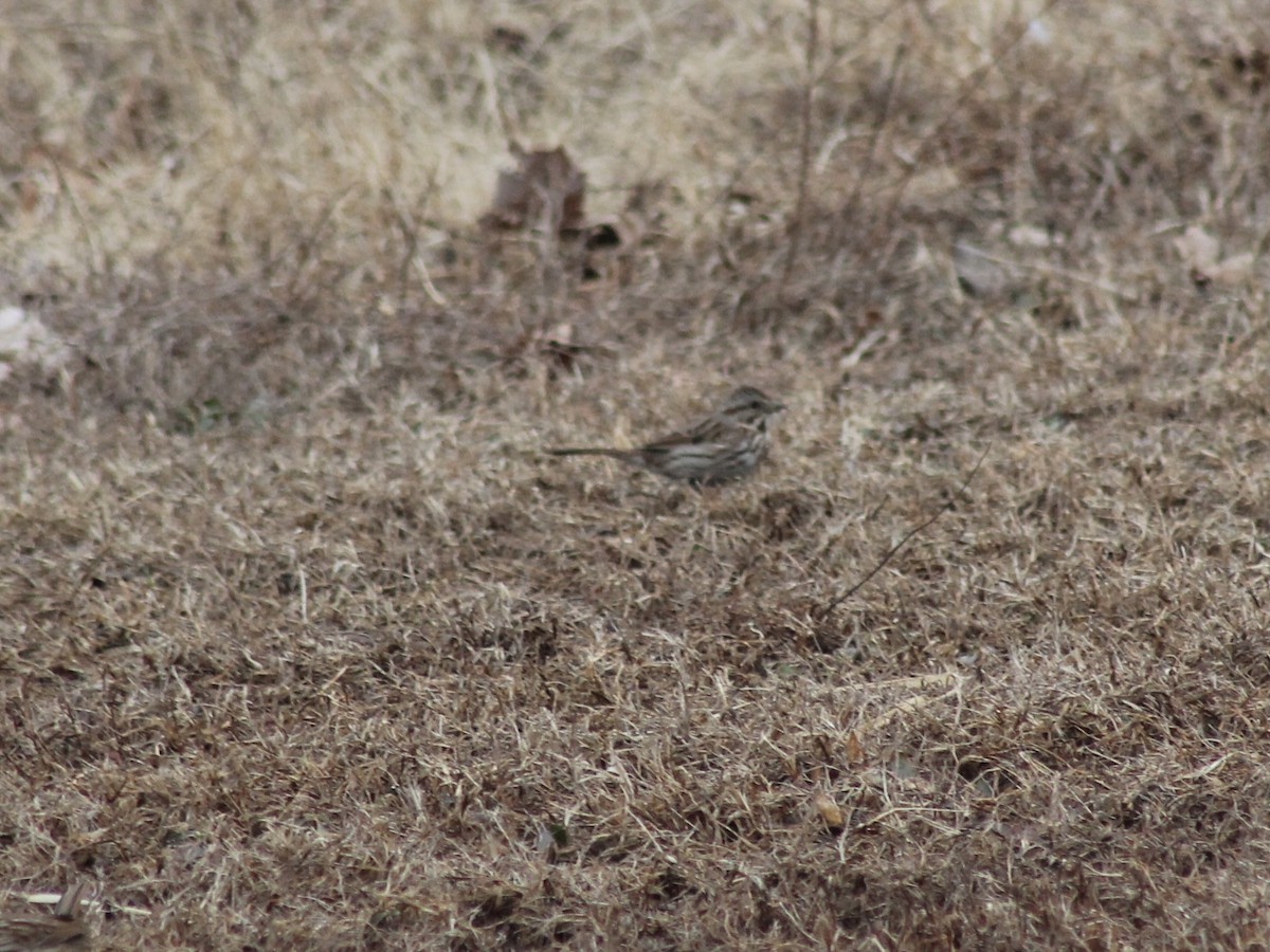 Song Sparrow - ML651131130