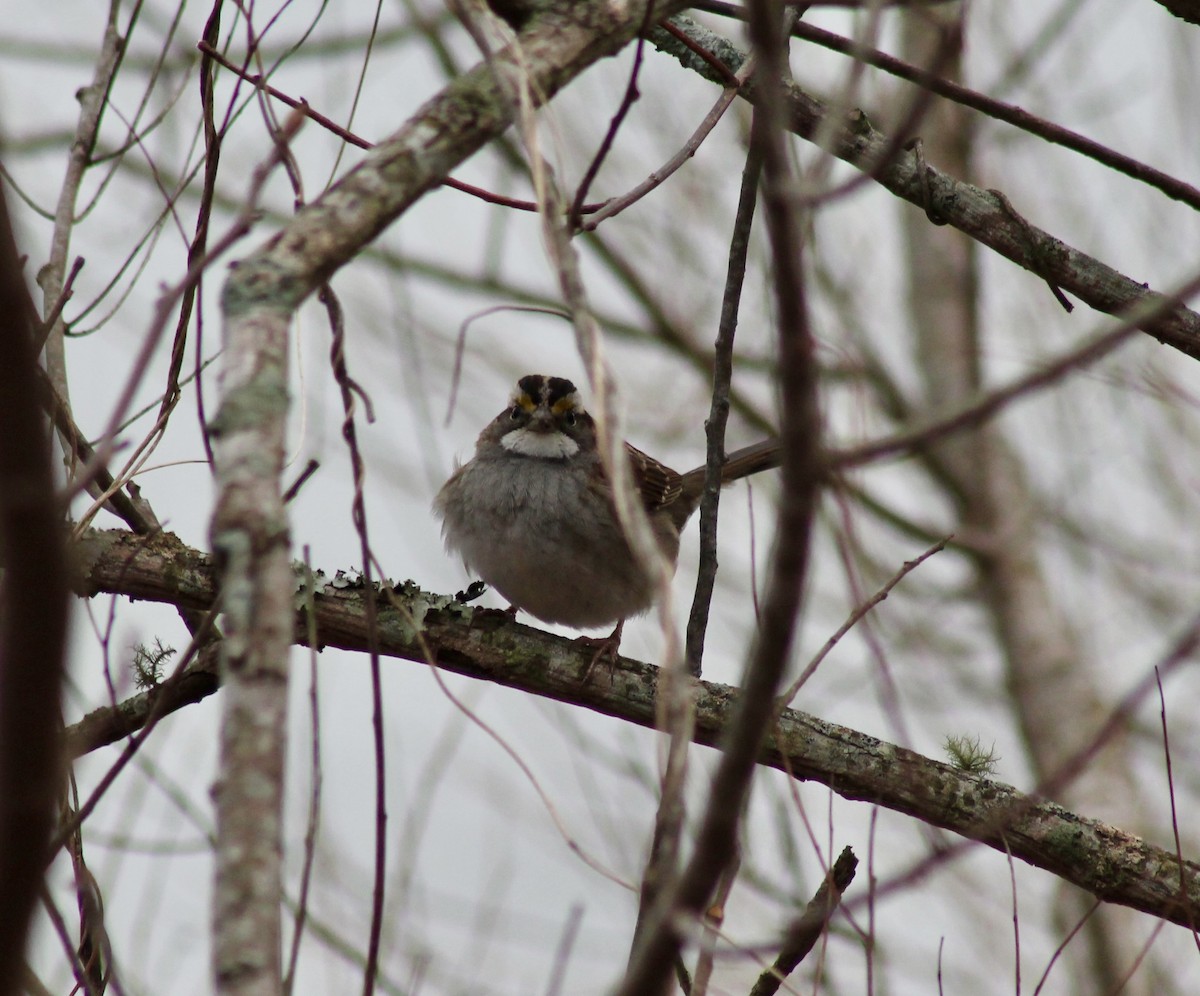White-throated Sparrow - ML651131146