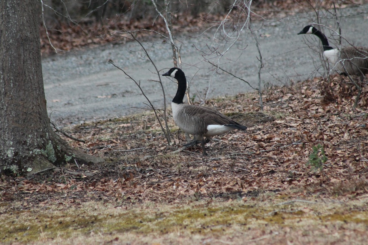 Branta kanadar handia - ML651131158