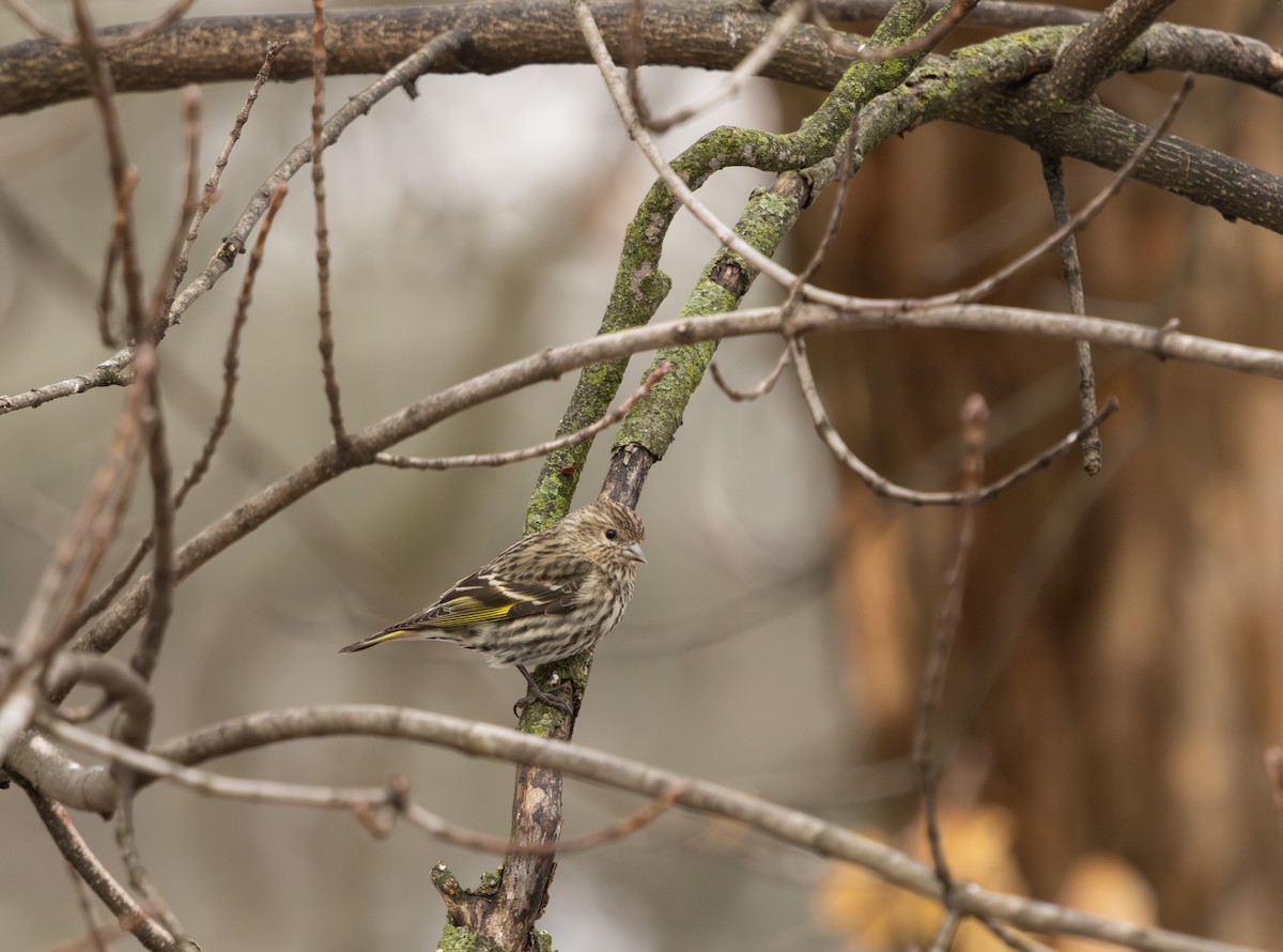 stripesisik - ML651131358