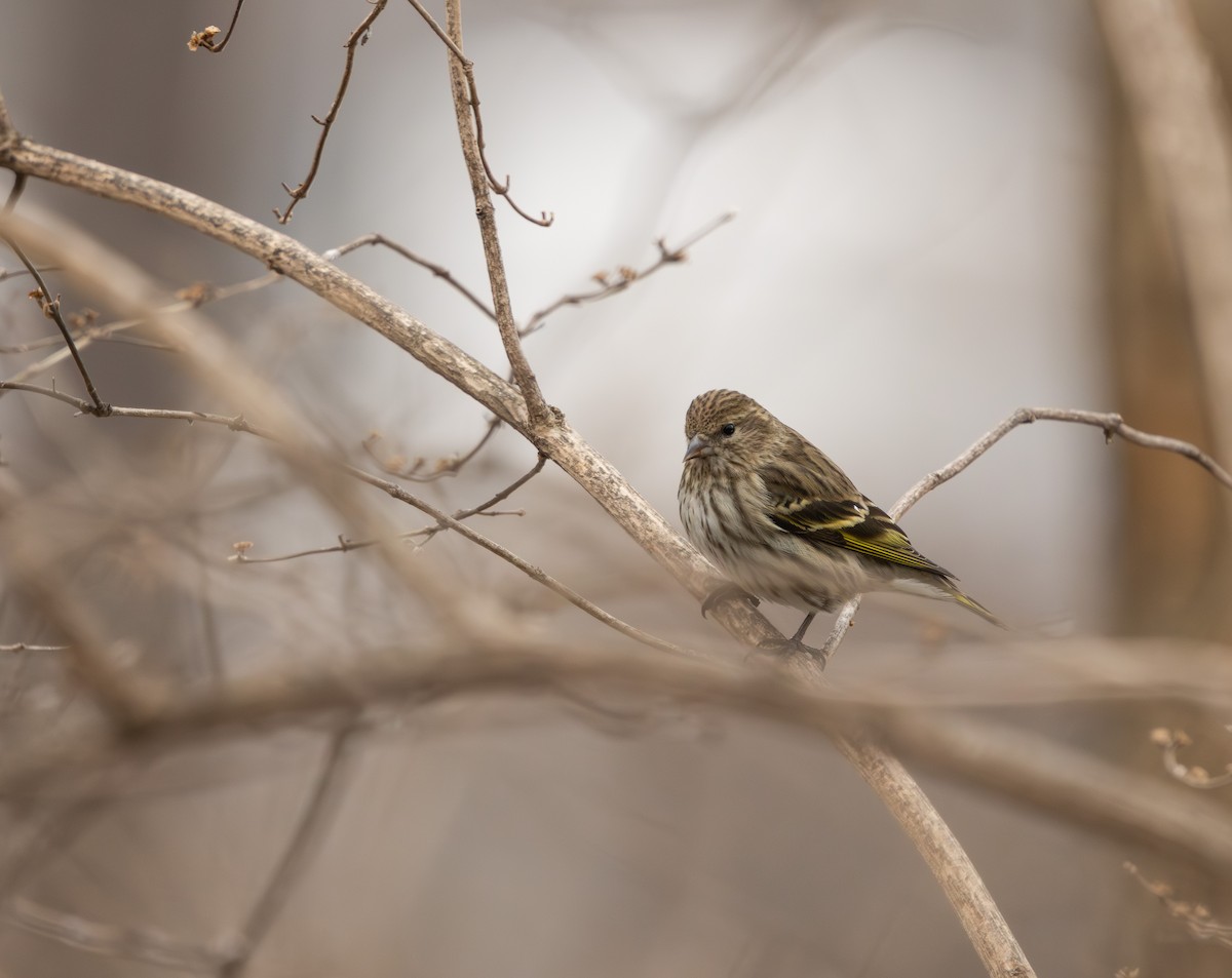 stripesisik - ML651131359