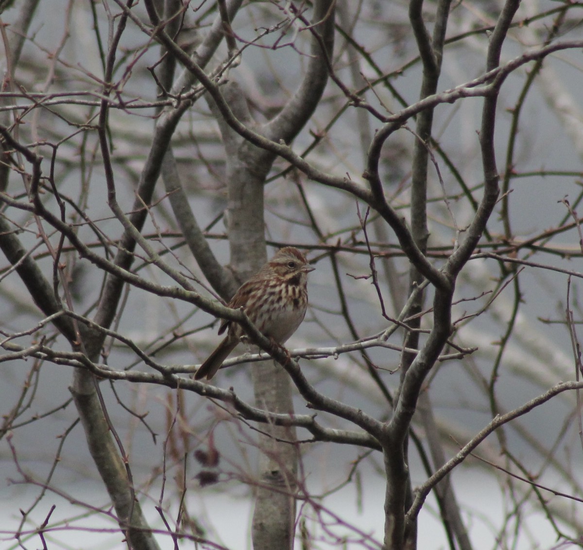 Song Sparrow - ML651131401