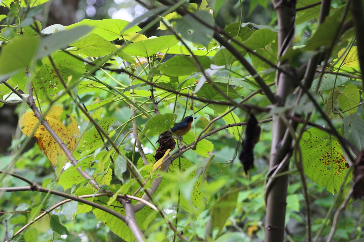 Sulawesi Blue Flycatcher - ML651131427