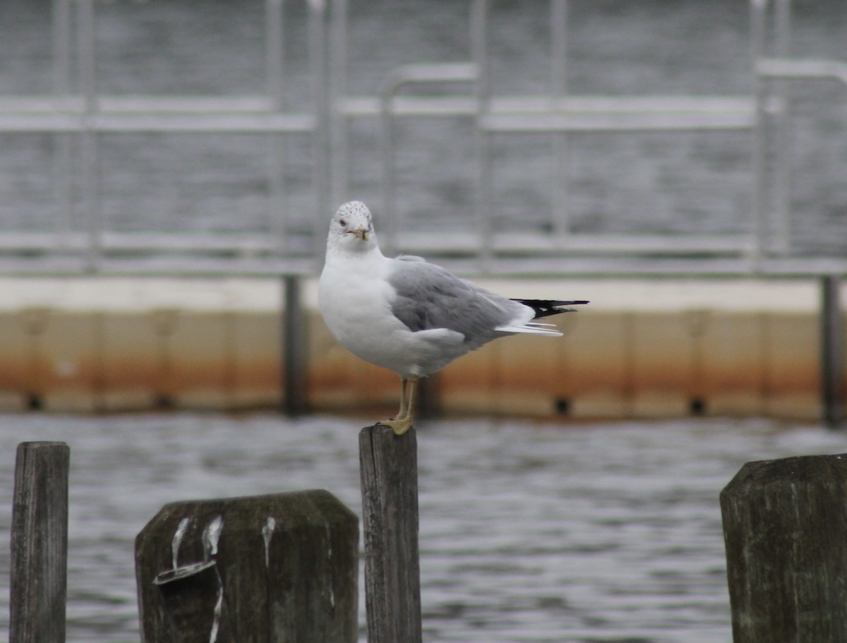 Delawareko kaioa - ML651131545