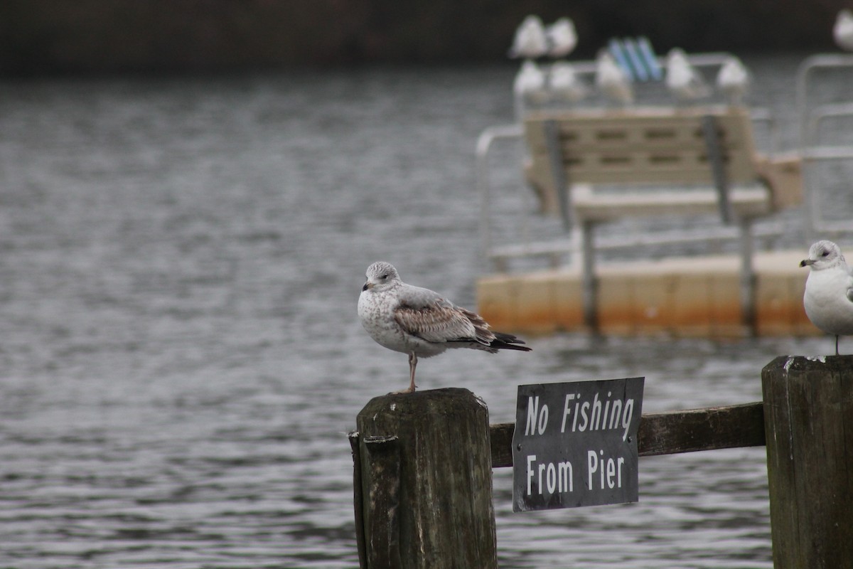 Delawareko kaioa - ML651131640