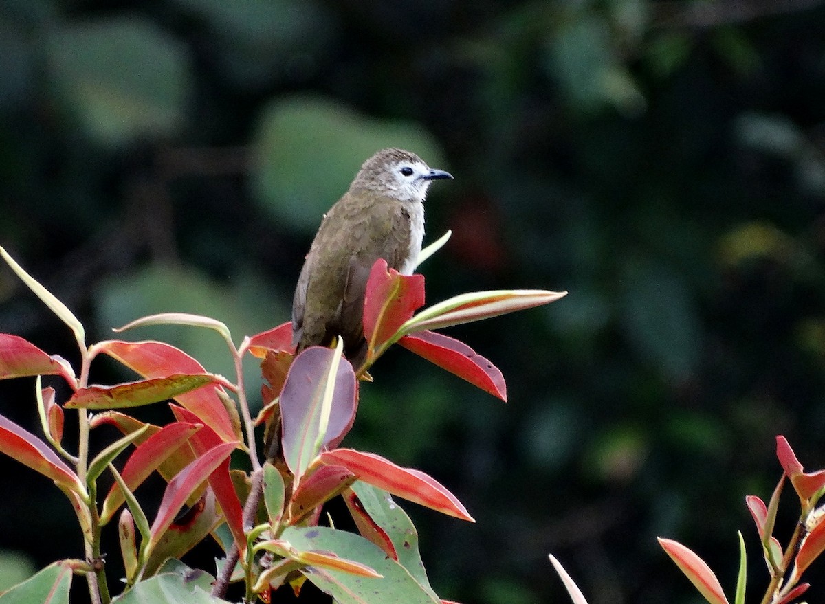 hvitfjesbylbyl - ML651132001