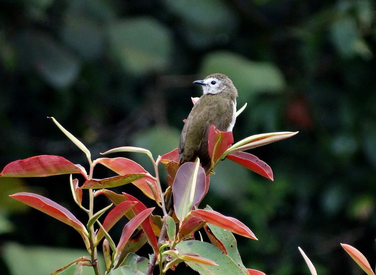 hvitfjesbylbyl - ML651132002