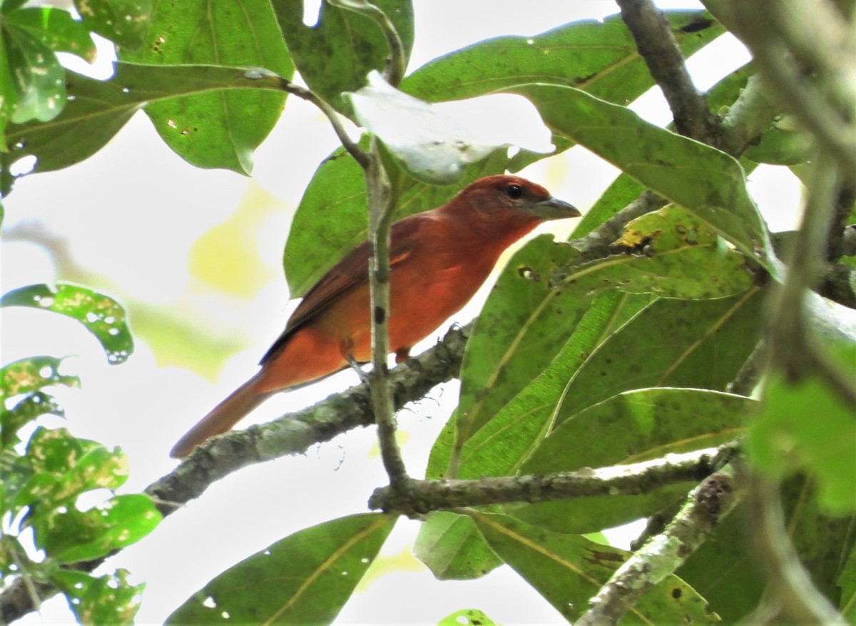 Piranga orangé - ML651132030