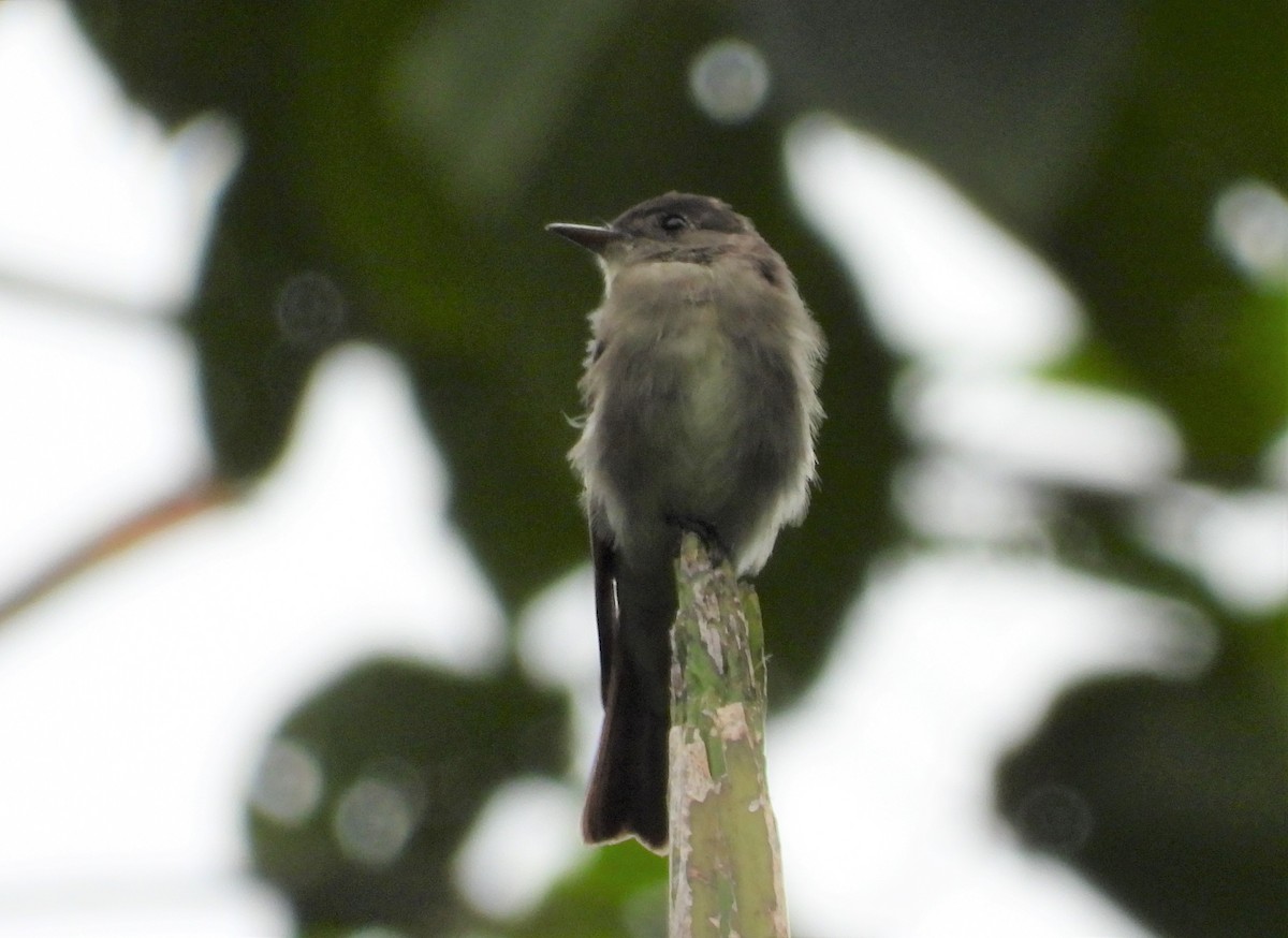 Pioui de l'Ouest - ML651132087
