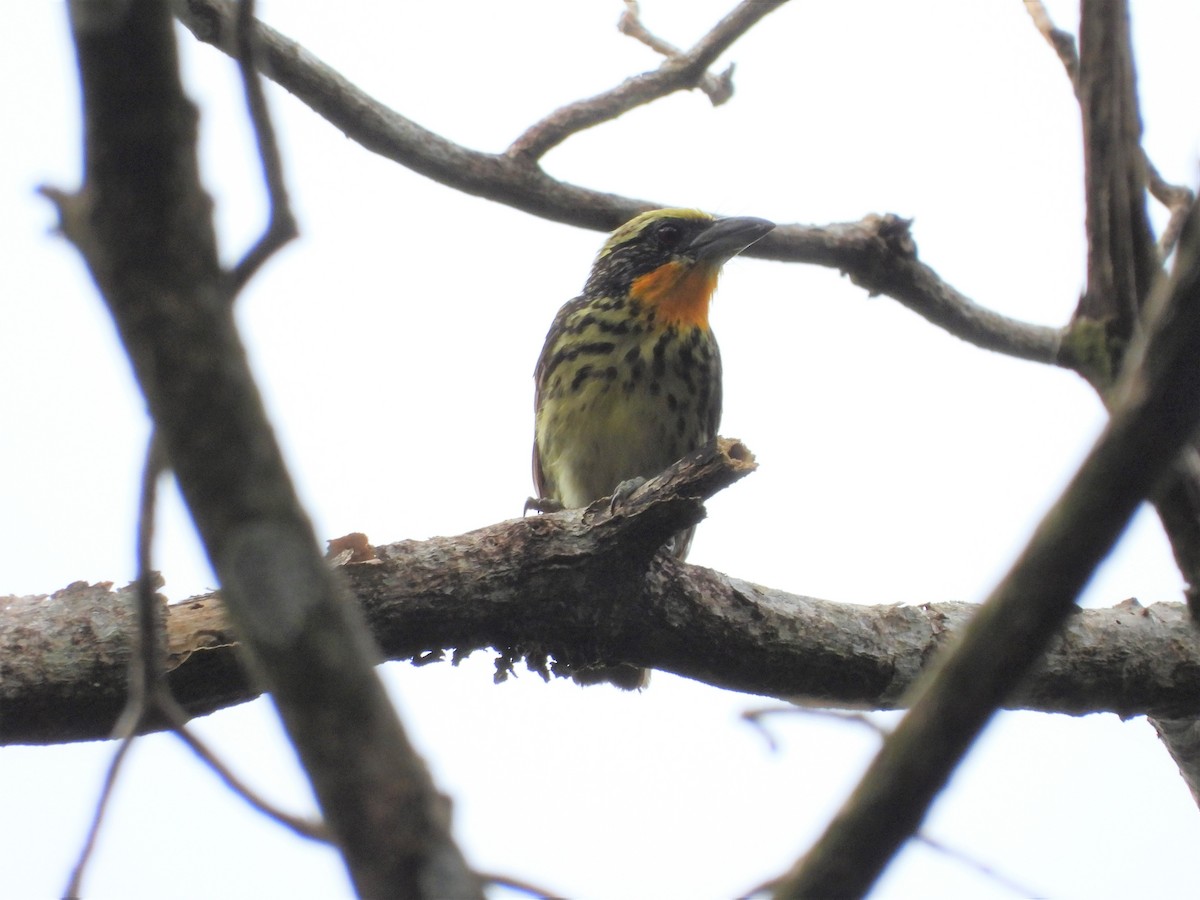 Cabézon doré - ML651132137