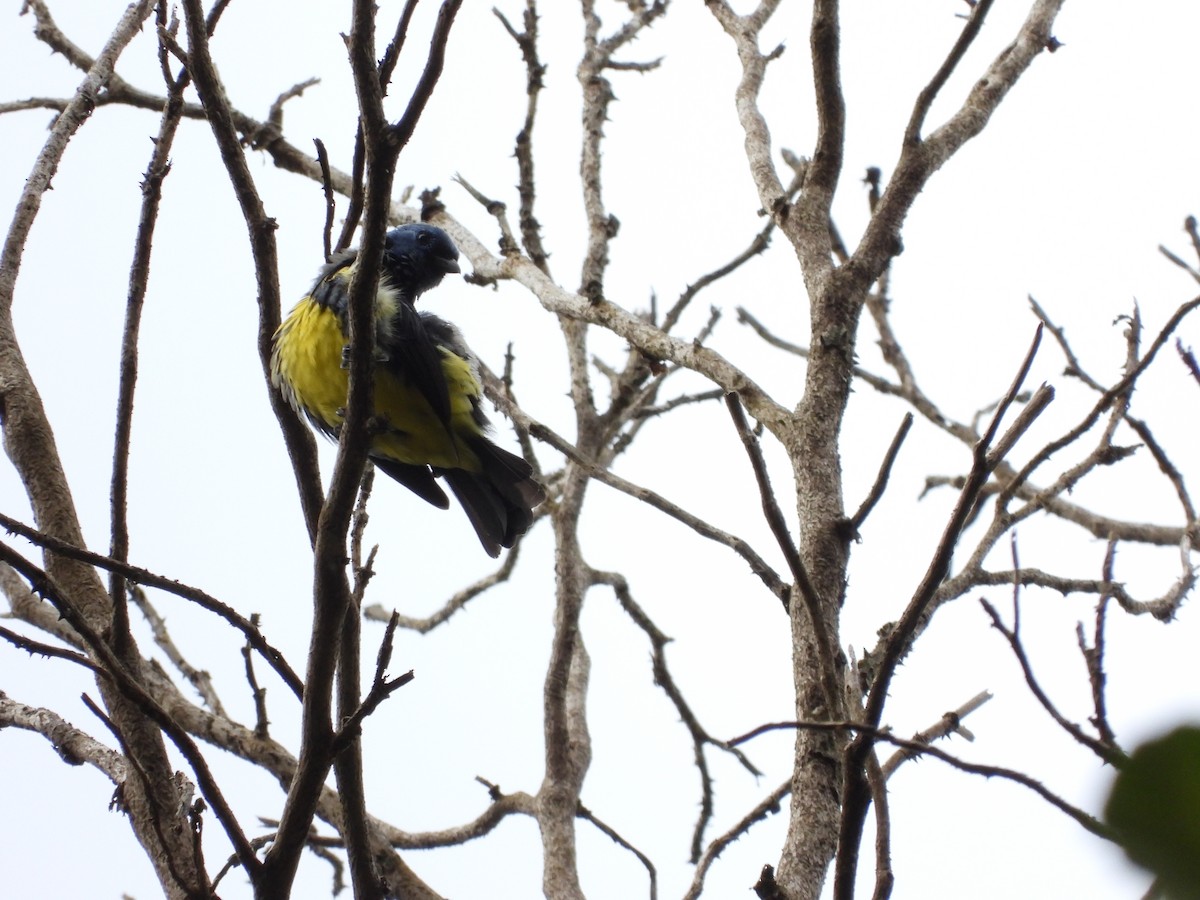 Calliste diable-enrhumé - ML651132227