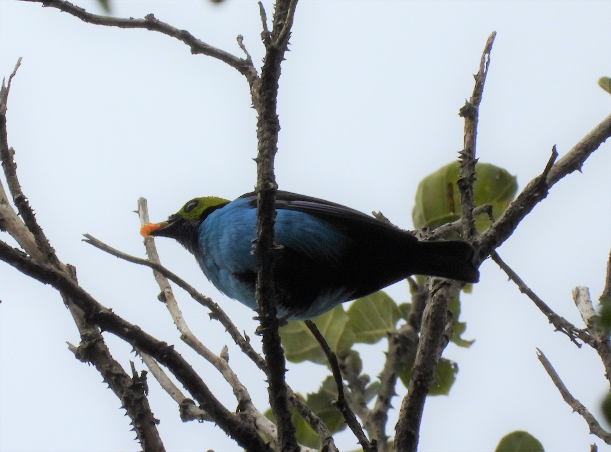 Calliste septicolore - ML651132328