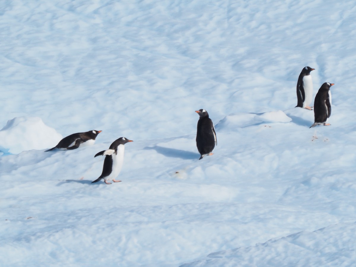 Gentoo Penguin - ML651132365