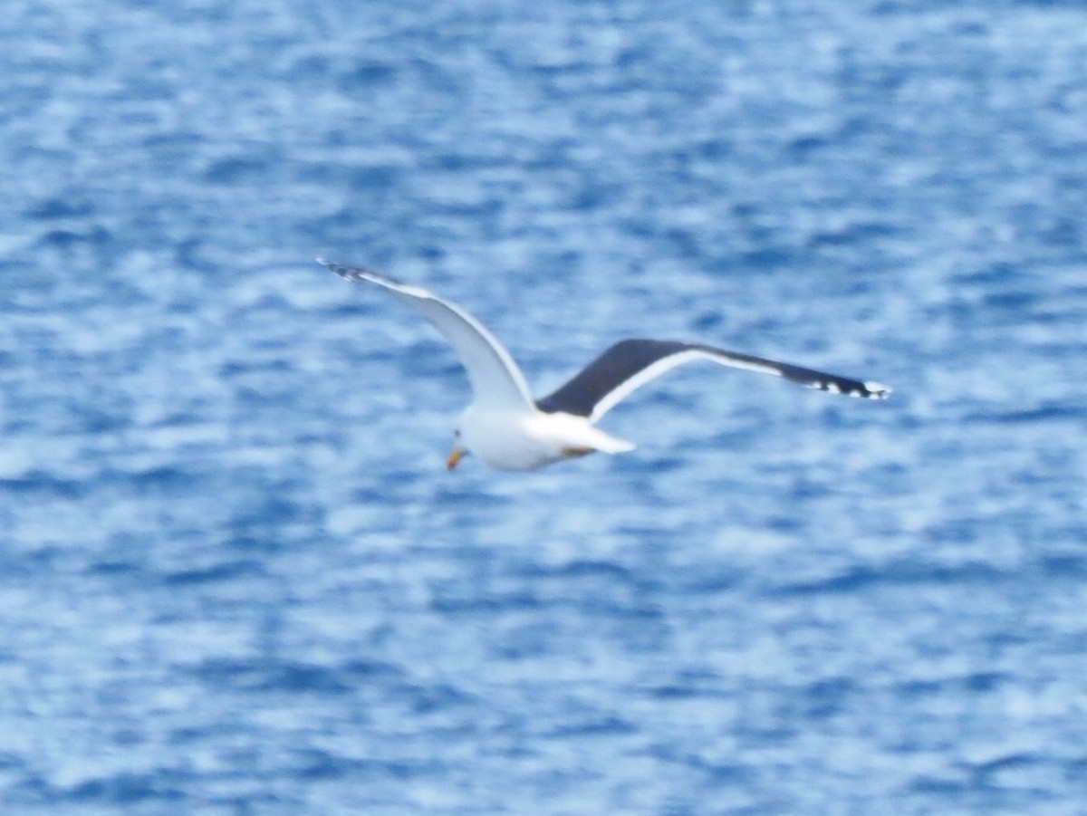 שחף דרומי - ML651132379