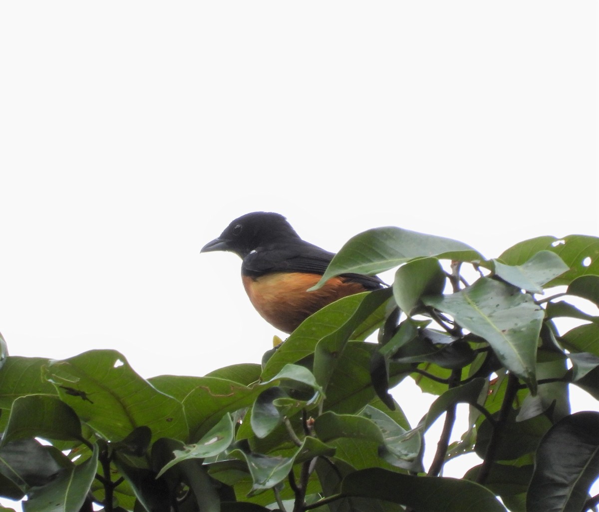 Tangara à crête jaune - ML651132384