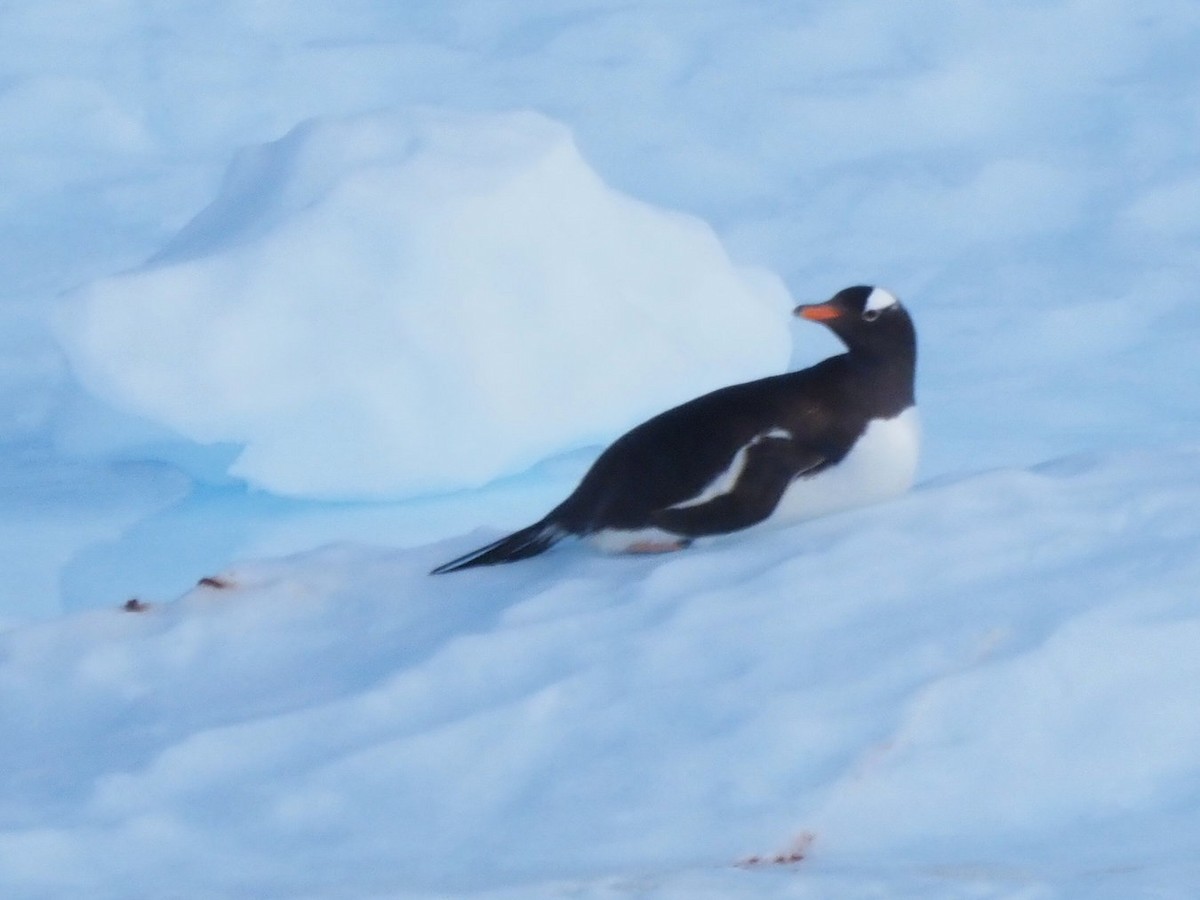 Gentoo Penguin - ML651132394