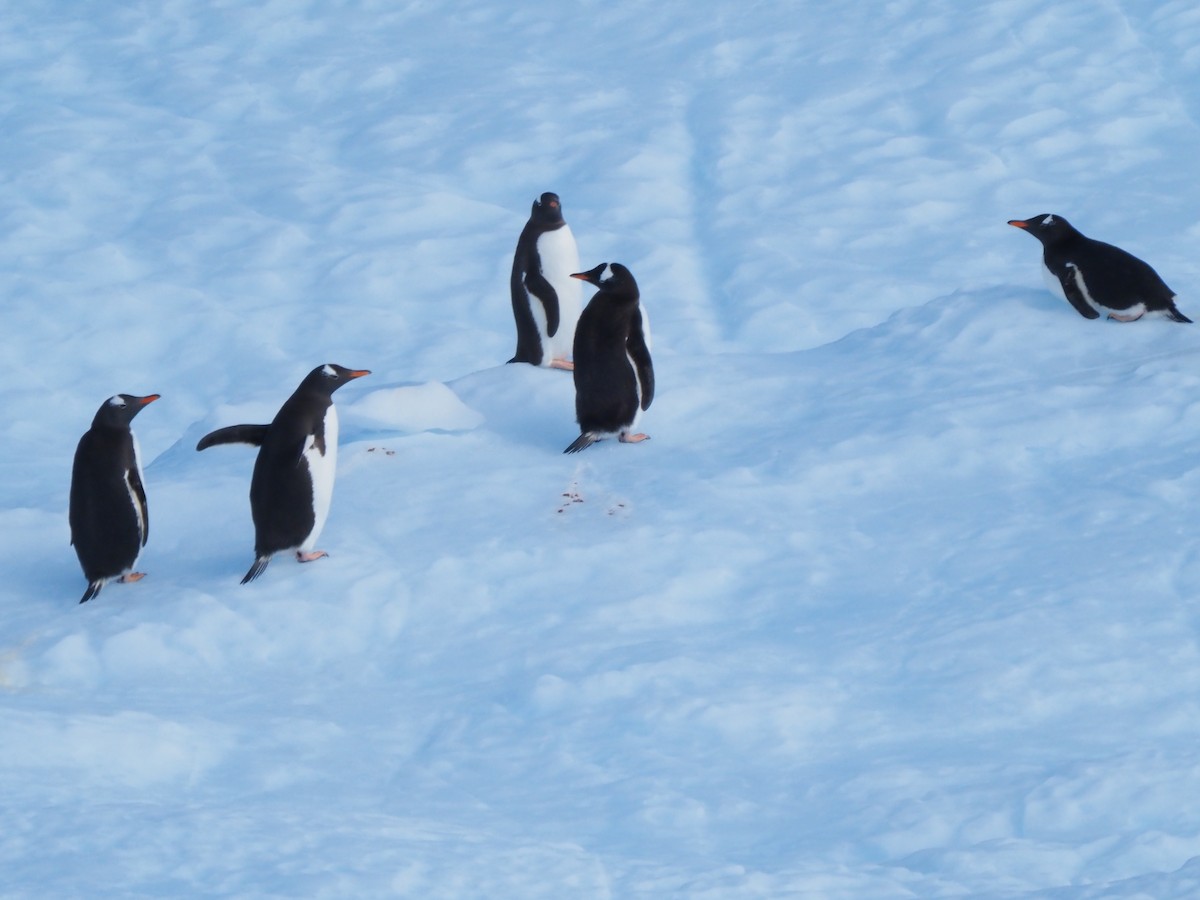 Gentoo Penguin - ML651132395