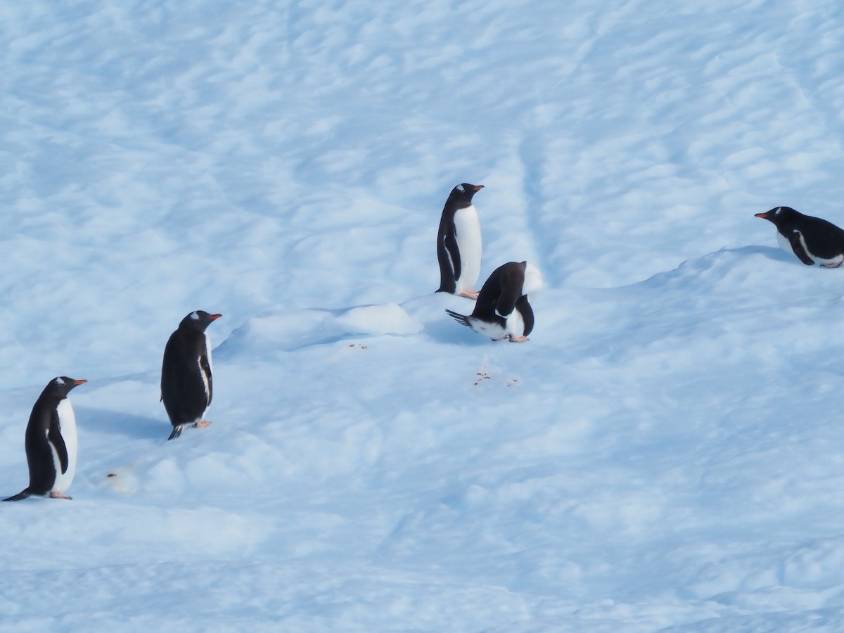 Gentoo Penguin - ML651132396