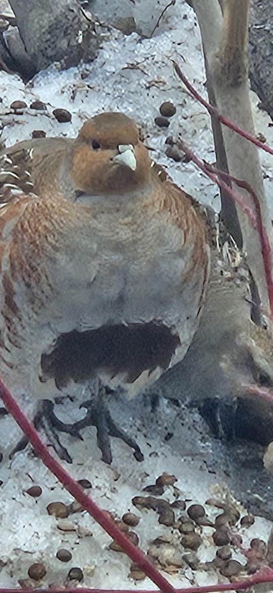 Perdrix grise - ML651132398