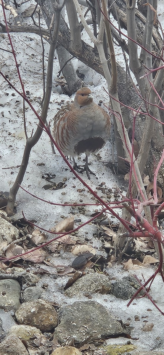 Perdrix grise - ML651132400