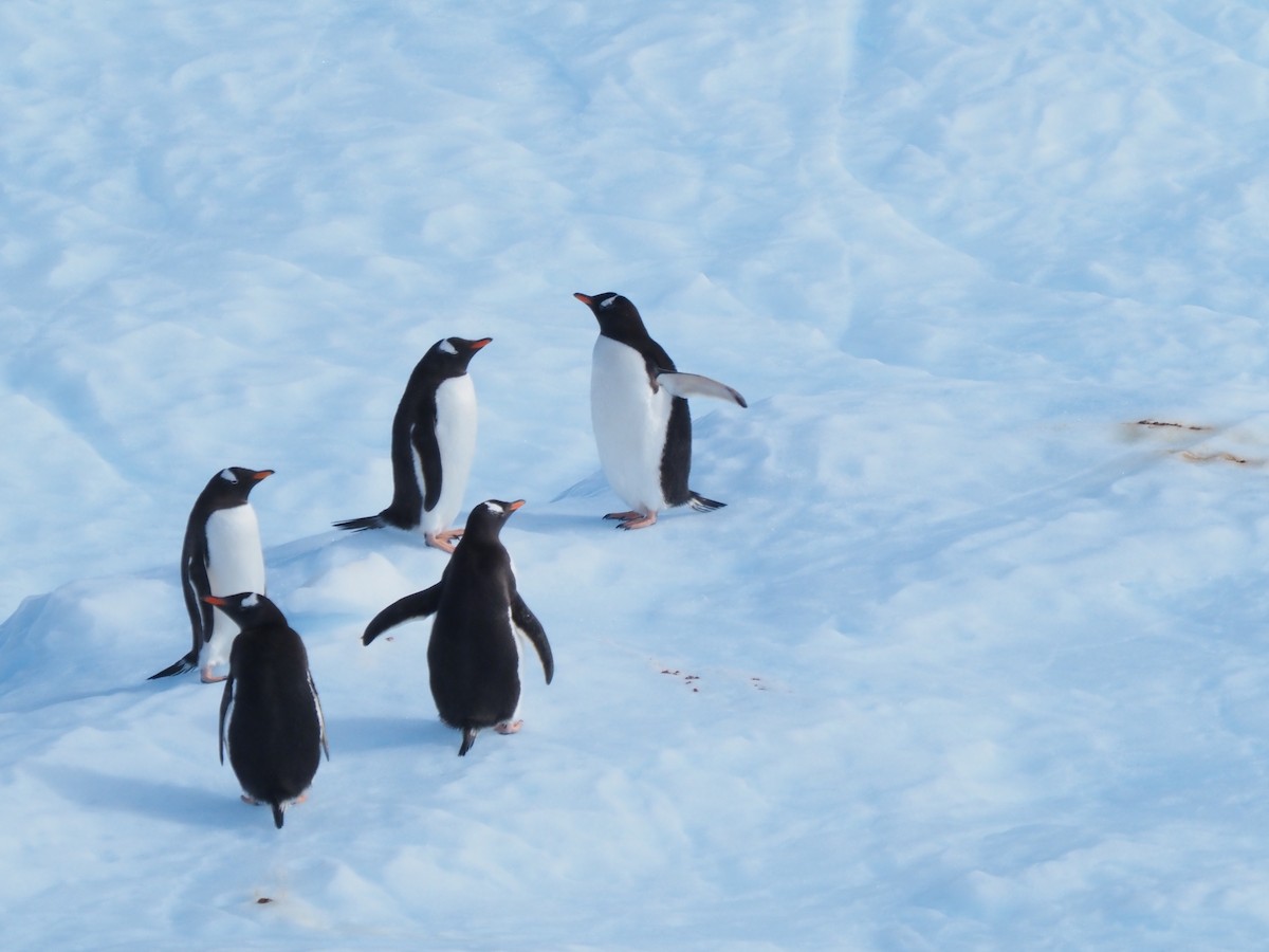 Gentoo Penguin - ML651132411