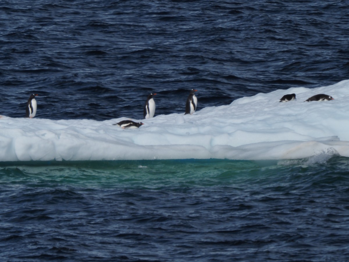 Gentoo Penguin - ML651132426