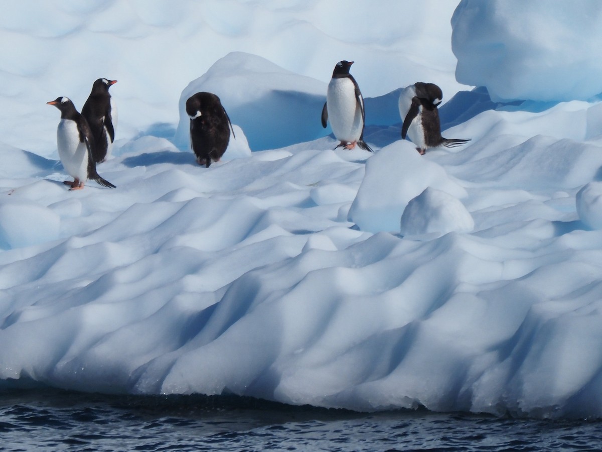 Gentoo Penguin - ML651132460