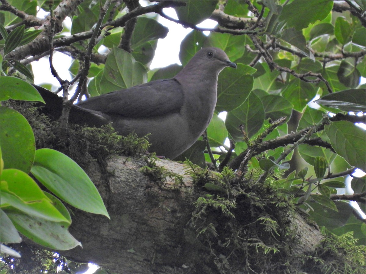 Pigeon plombé - ML651132482