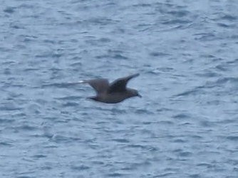 חמסן דרומי - ML651132517