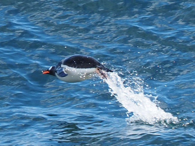 Gentoo Penguin - ML651132548