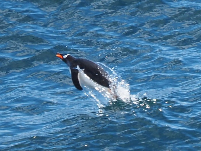 Gentoo Penguin - ML651132549
