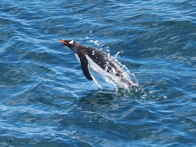 Gentoo Penguin - ML651132562