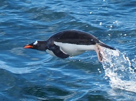 Gentoo Penguin - ML651132563
