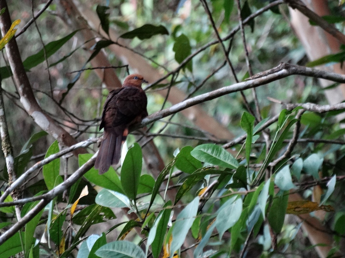 Little Cuckoo-Dove - ML651132590