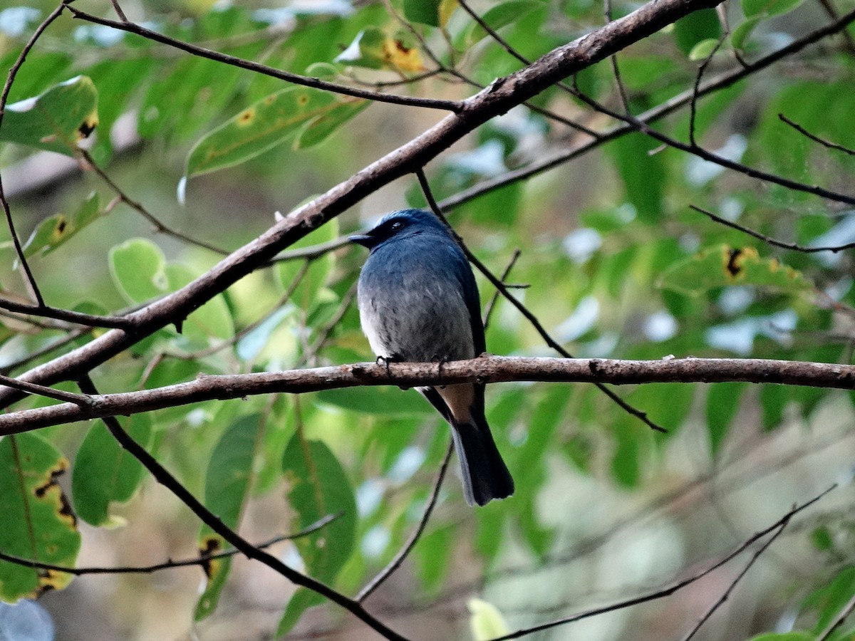 Indigo Flycatcher - ML651132599