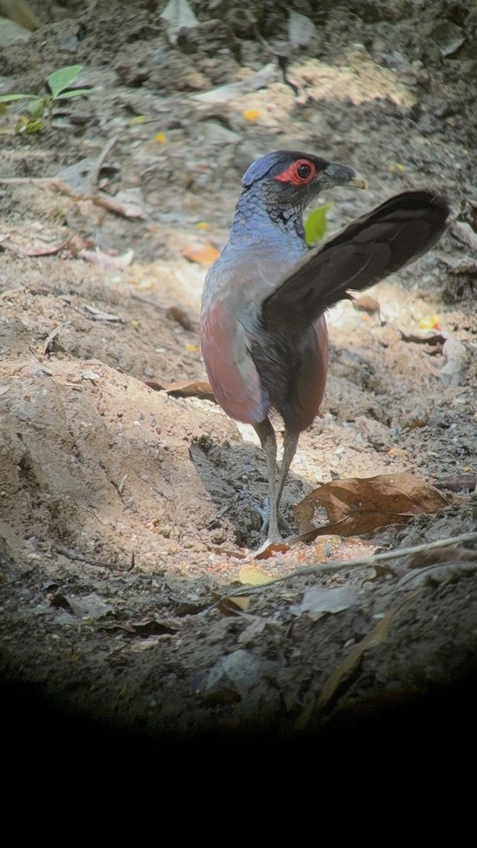 Rufous-winged Ground-Cuckoo - ML651132645