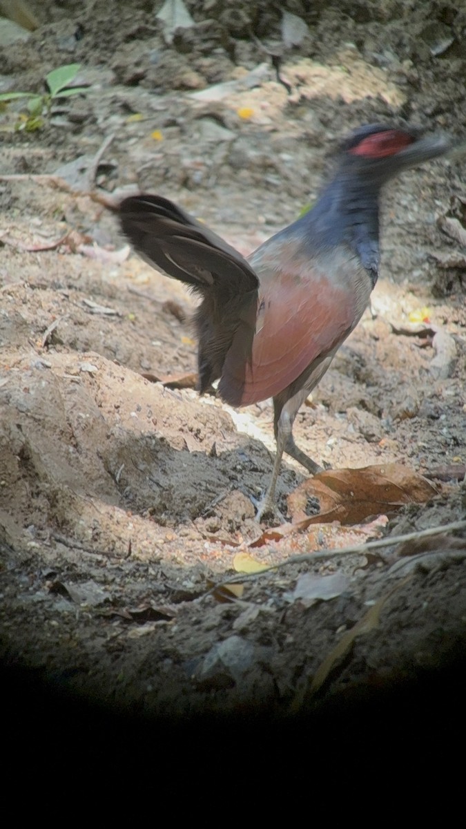 Rufous-winged Ground-Cuckoo - ML651132646