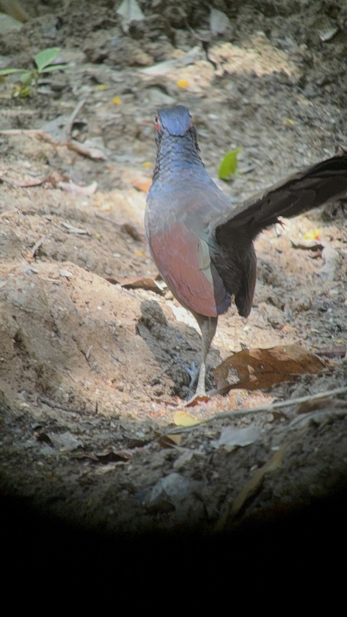 Rufous-winged Ground-Cuckoo - ML651132647