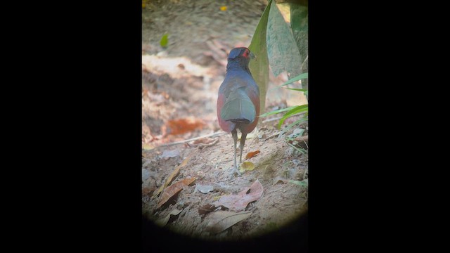 Rufous-winged Ground-Cuckoo - ML651132649