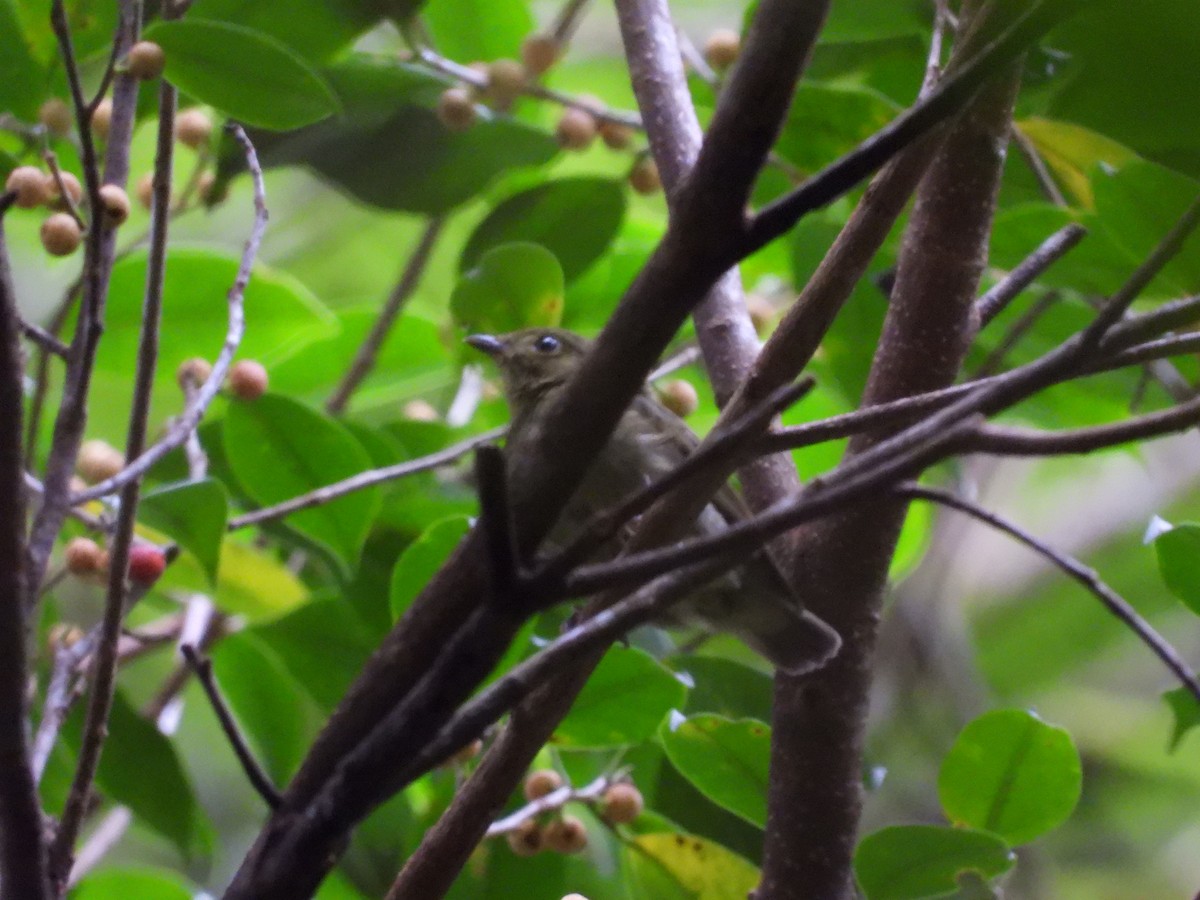 Manakin des yungas - ML651132669