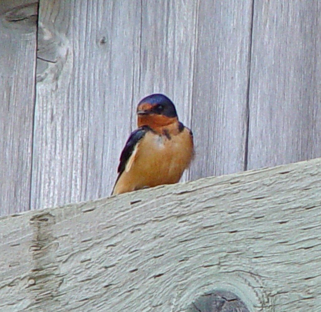 låvesvale (erythrogaster) - ML651132691