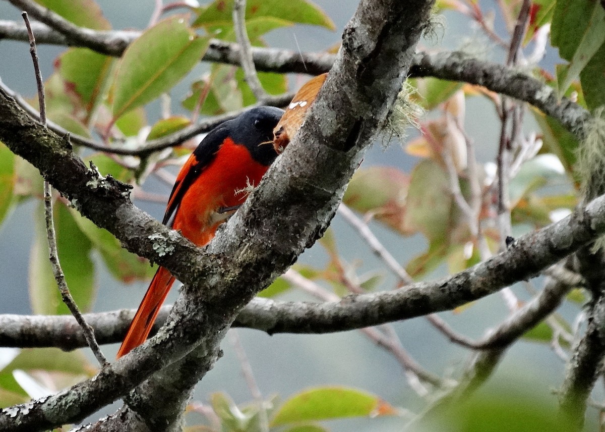 Gray-chinned Minivet - ML651132715