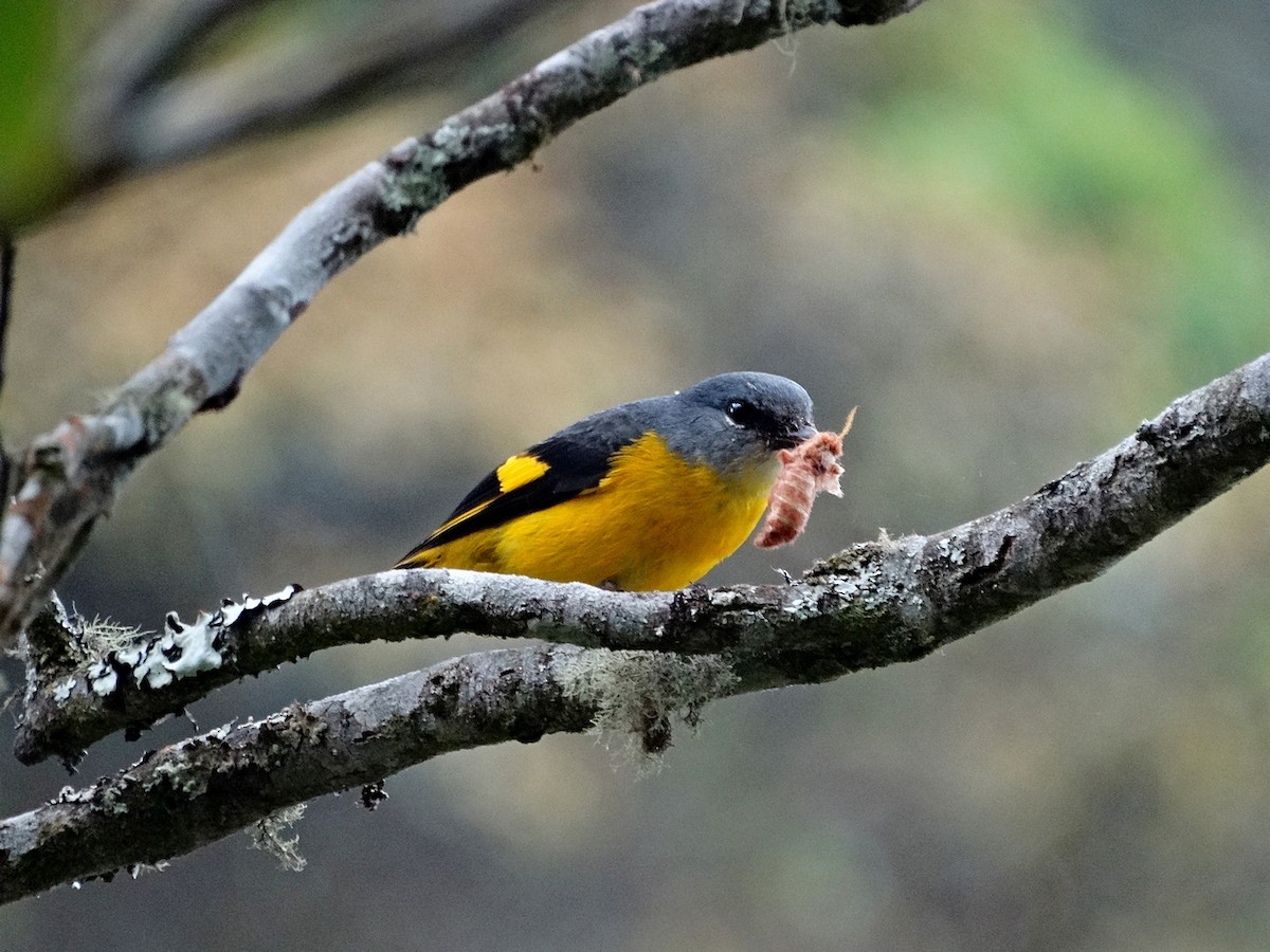 Gray-chinned Minivet - ML651132716