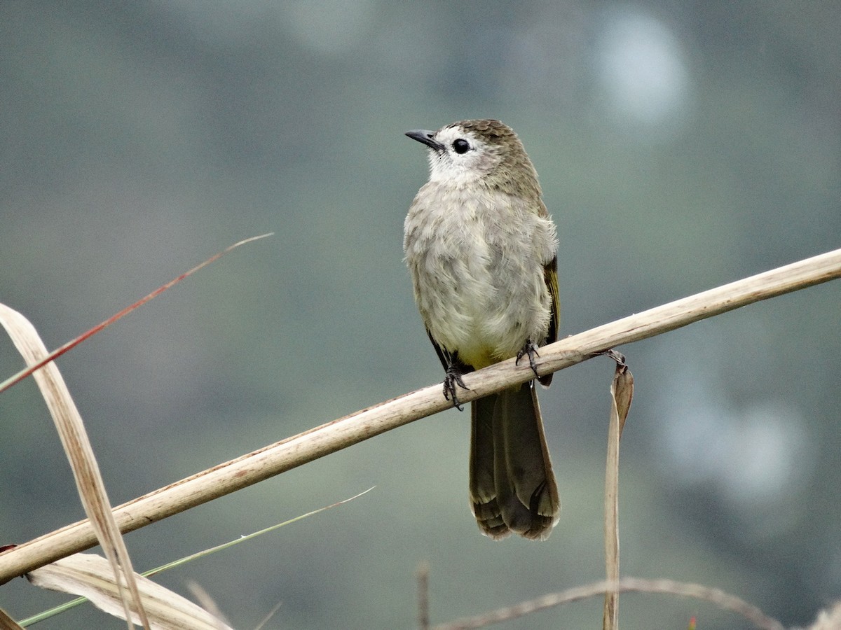 Pale-faced Bulbul - ML651132753