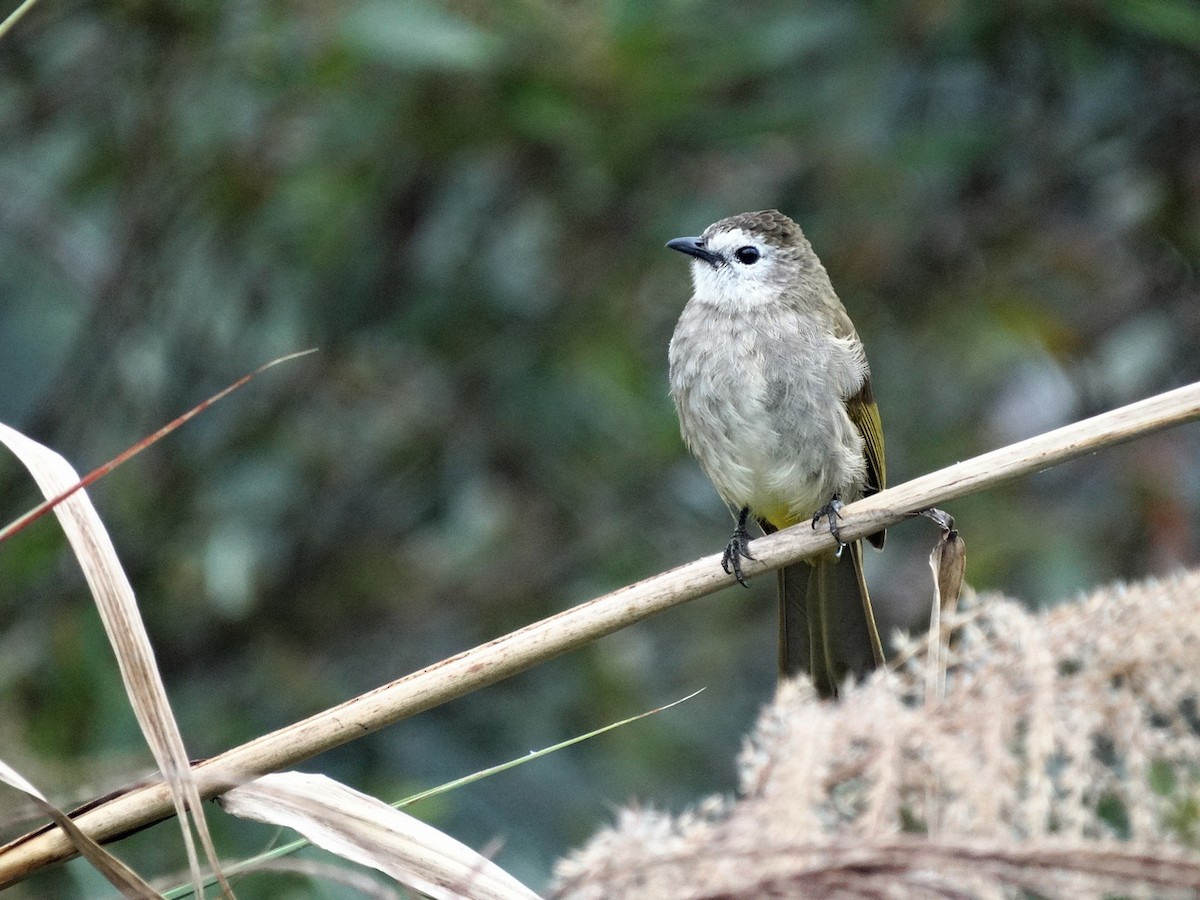 Pale-faced Bulbul - ML651132754