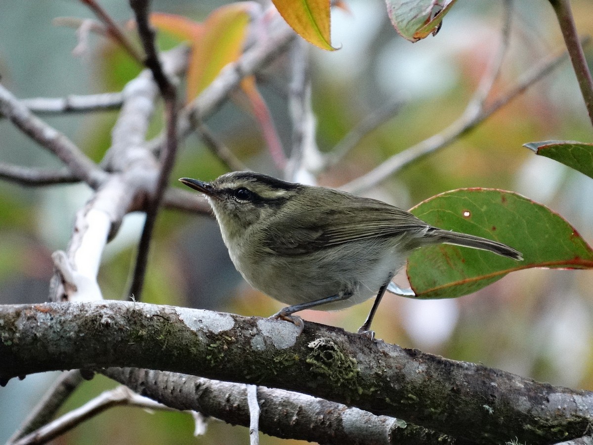 Mountain Leaf Warbler - ML651132784
