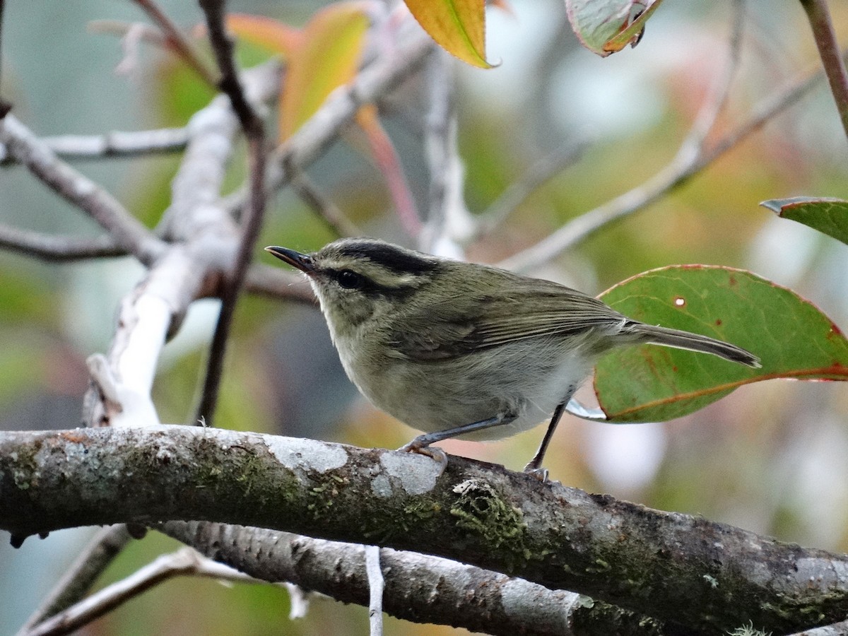 Mountain Leaf Warbler - ML651132785