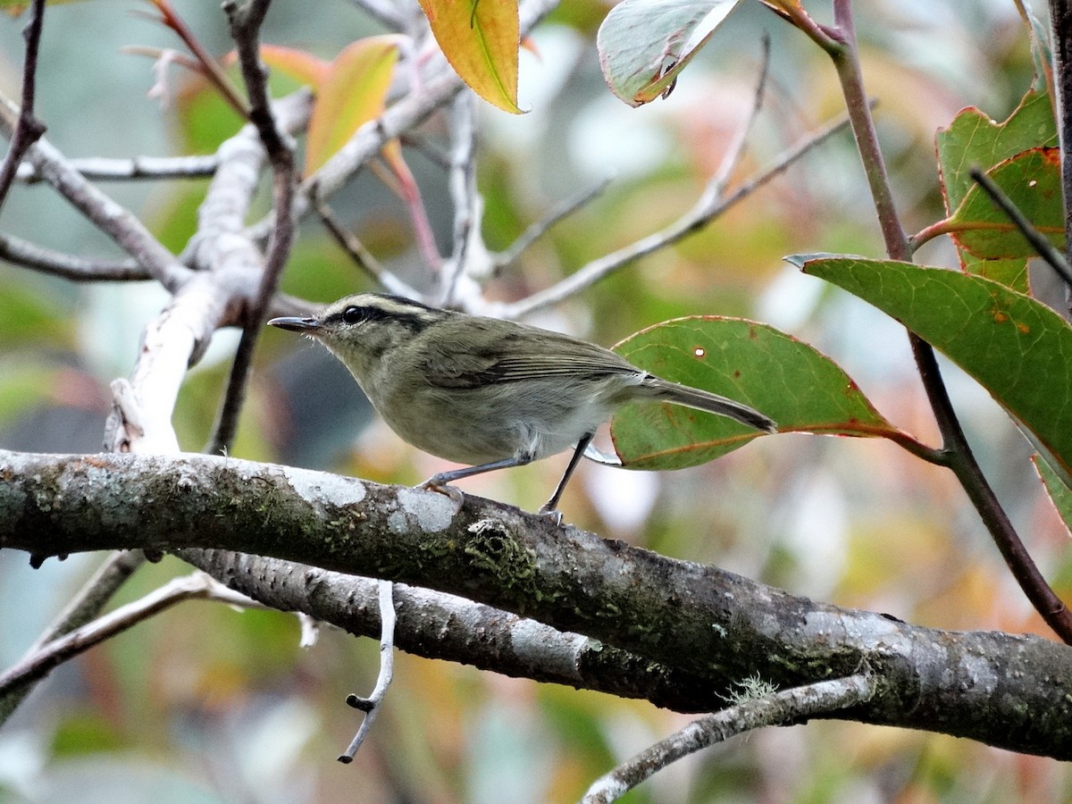 Mountain Leaf Warbler - ML651132786