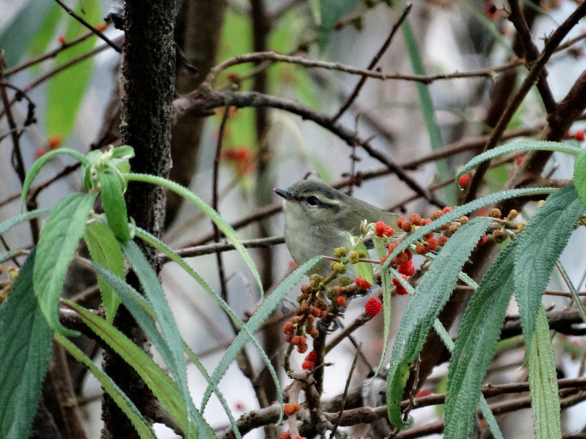Mountain Leaf Warbler - ML651132787