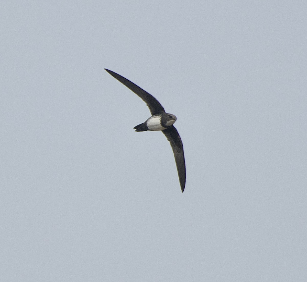 Alpine Swift - ML651132817